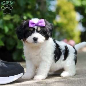 Darla, Cavachon Puppy